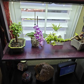 Harmony Bonsai - The two outer trees were purchased there. A Bougainvillea tree on the right and a dwarf Jade on the left. - Nurseries & Gardening Near Me - Longmont, Colorado Harmony Bonsai - The two outer trees were purchased there. A Bougainvillea tree on the right and a dwarf Jade on the left. - Nurseries & Gardening Near Me - Longmont, Colorado