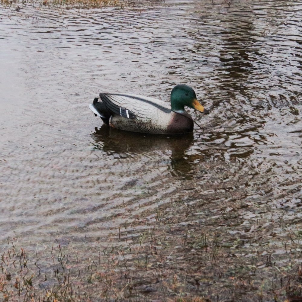 Starved Rock Marina - Decoy - Boat Repair Near Me - Ottawa, Illinois
