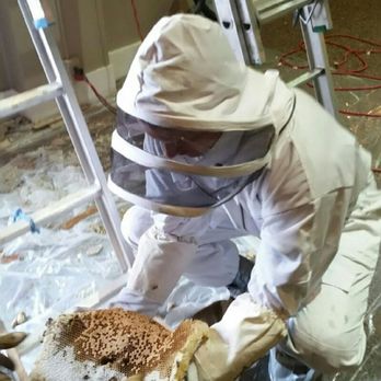 Barnes Wildlife Control - Honey bee removal Tipp City Ohio. Barnes Wildlife Control - Pest Control Near Me - Dayton, Ohio