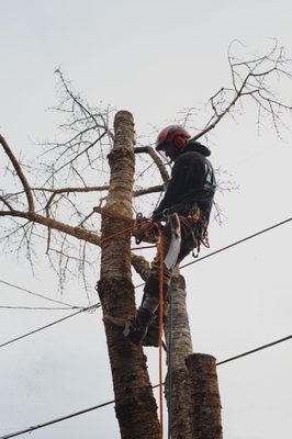 Tree Removal - Many reasons why a tree needs to be removed, we’ll give advice and many options for you Tree Removal - Many reasons why a tree needs to be removed, we’ll give advice and many options for you
