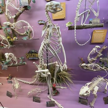 BONES & BONES Ⅱ / ASPARAGUS,LOSTAGE,the SKELETONS: Museum of Osteology | Oklahoma City, OK
