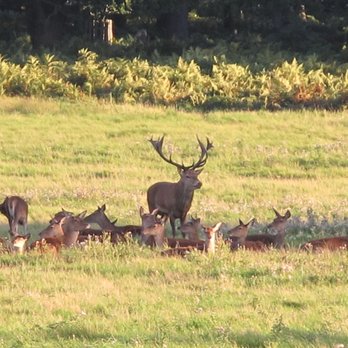 Richmond Park - Deer - Parks Near Me - Richmond, XGL Richmond Park - Deer - Parks Near Me - Richmond, XGL