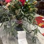 Photo of Rose Floral Of Green River