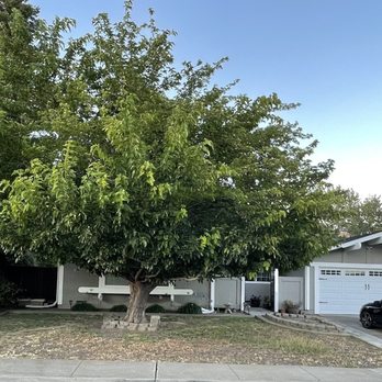 Vazquez Tree Services and Landscaping - Before - Tree Services Near Me Vazquez Tree Services and Landscaping - Before - Tree Services Near Me