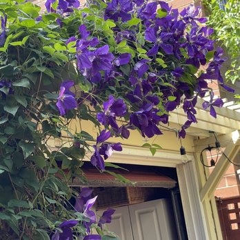 North Center Neighbors Association - Clematis is so lovely. - Community Service/Non-Profit Near Me - Chicago, Illinois North Center Neighbors Association - Clematis is so lovely. - Community Service/Non-Profit Near Me - Chicago, Illinois