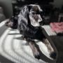 TLC K9 Rescue