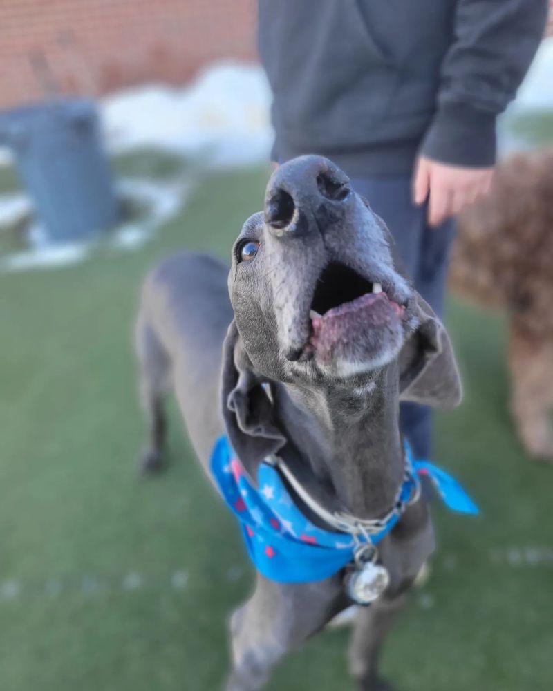 DAILY WAG Updated September 2024 24 Photos & 33 Reviews 1190 Yuma