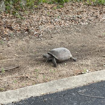 Lake Louisa State Park - Turtle crossing - Parks Near Me - Clermont, Florida