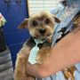The Tailored Dog