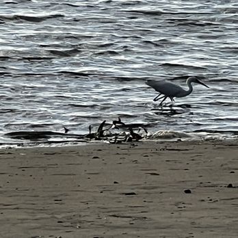 Tecolote Shores - Lots of cute birds of all sorts - Parks Near Me - San Diego, California