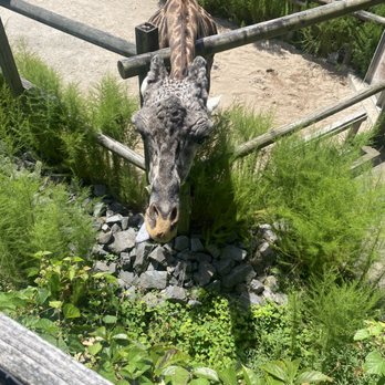 Virginia Zoo - Zoos Near Me - Norfolk, Virginia Virginia Zoo - Zoos Near Me - Norfolk, Virginia