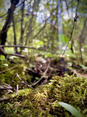 Bird Hills Nature Area by null