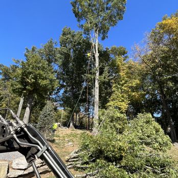 Miguel's Tree Services - https://migueltreeservices.com/ - Tree Services Near Me