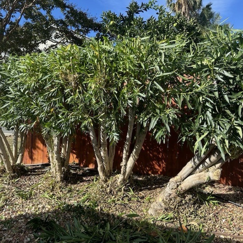 Bay Area Tree Pro - After pruning of oleander - Tree Services Near Me Bay Area Tree Pro - After pruning of oleander - Tree Services Near Me