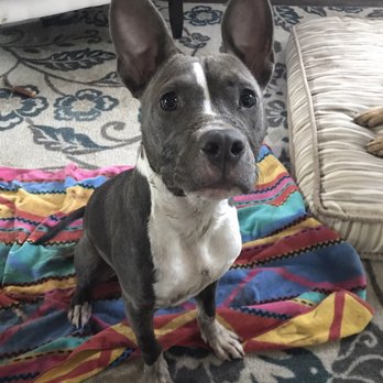 Animal Minds Behavior & Training - Pet Training Near Me Animal Minds Behavior & Training - Pet Training Near Me