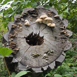 Matanuska River Park - Cool fungus everywhere
