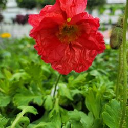 Frank Otte Nursery & Garden Center - Icelanic poppy.