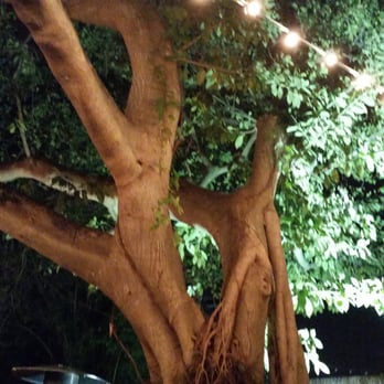 Ms Cheezious - Nice tree in the backyard...creates a really nice atmosphere :-) - Sandwiches Near Me - Miami, Florida Ms Cheezious - Nice tree in the backyard...creates a really nice atmosphere :-) - Sandwiches Near Me - Miami, Florida