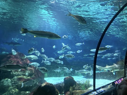 L’Aquàrium de Barcelona by null