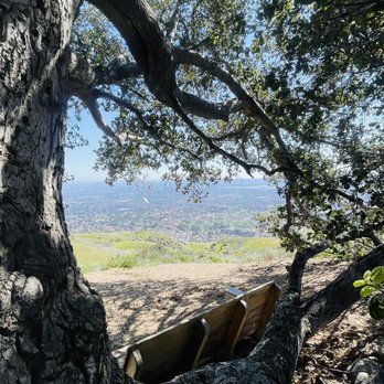 Mario DeCampos Trail - Oak tree with a bench. - Hiking Near Me