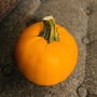 Photo of Keema's Pumpkin Farm