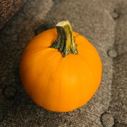Keema's Pumpkin Farm - Cannon ball pumpkin that can take impact and won't break. :)