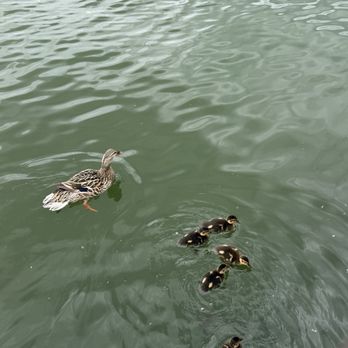 Mann's On The Lake - Mama duck with her babies - Cocktail Bars Near Me - Lake Oswego, Oregon Mann's On The Lake - Mama duck with her babies - Cocktail Bars Near Me - Lake Oswego, Oregon