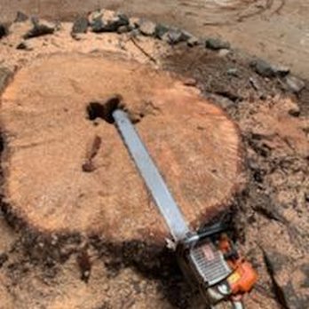 Anything trees - Tree Services Near Me Anything trees - Tree Services Near Me