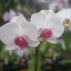 Orchids Limited