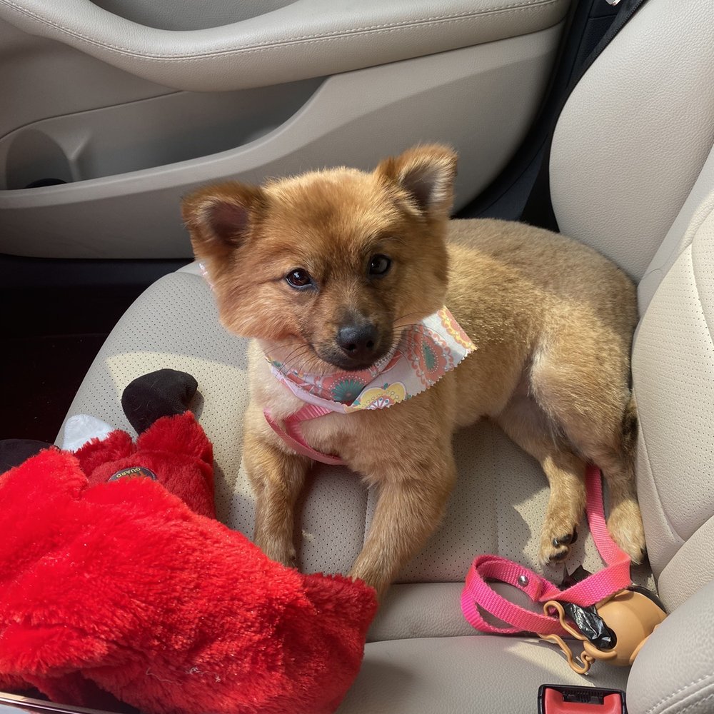 Vanderpump Dogs - After her grooming appointment - Pet Adoption Near Me - Los Angeles, California Vanderpump Dogs - After her grooming appointment - Pet Adoption Near Me - Los Angeles, California