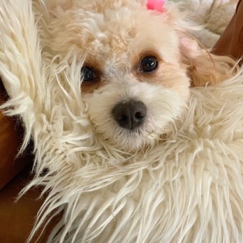 Shaggy 2 Chic Pet Spa - Pet Groomers Near Me - Lake Forest, California Shaggy 2 Chic Pet Spa - Pet Groomers Near Me - Lake Forest, California