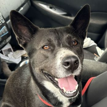Carson Animal Care Center - 2 weeks later, our very pretty girl heading out with pack mates Max and Scout for a walk along the beach wall - Animal Shelters Near Me - Gardena, California