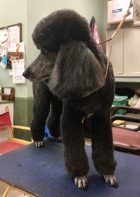 burlane cat and dog boutique