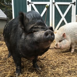 Goose Pond Farm's Mini Piggery