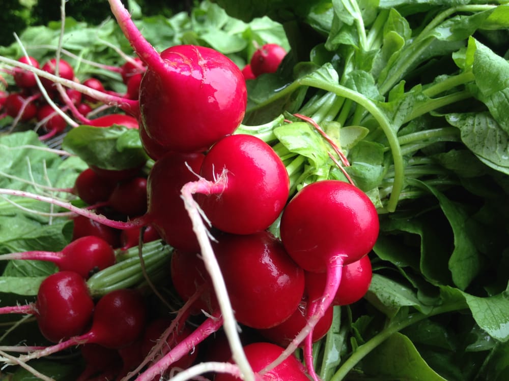 STONE SOUP FARM Updated September 2024 81 Rocky Hill Rd, Hadley, Massachusetts CSA Phone
