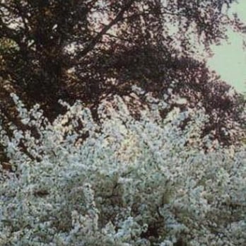 J & E Nursery - a white flowering tree - Landscaping Near Me - Libertyville, Illinois J & E Nursery - a white flowering tree - Landscaping Near Me - Libertyville, Illinois