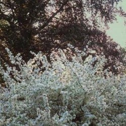 J & E Nursery