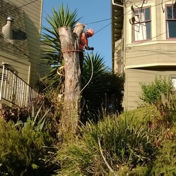 Sequoia Tree Service - Tree Services Near Me - Oakland, California Sequoia Tree Service - Tree Services Near Me - Oakland, California