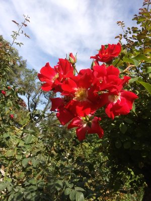 Rose Garden at Victory Park by null