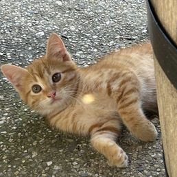 Winery kittens. They need a little more people time. Really skittish. Winery kittens. They need a little more people time. Really skittish.