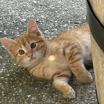 Hidden Lake Winery - Winery kittens. They need a little more people time. Really skittish. - Venues & Event Spaces Near Me - Aviston, Illinois Hidden Lake Winery - Winery kittens. They need a little more people time. Really skittish. - Venues & Event Spaces Near Me - Aviston, Illinois