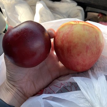 The Red Apple - Alaska black and honey crisp apples - Bakeries Near Me - Murphys, California The Red Apple - Alaska black and honey crisp apples - Bakeries Near Me - Murphys, California