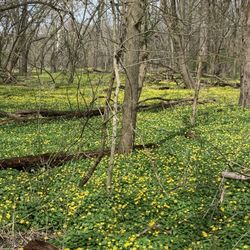 Southwestway Park - Spring flowers