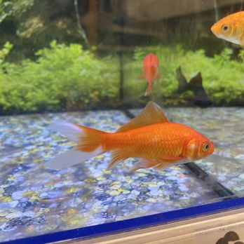 Meijer - One of the alive fish - Department Stores Near Me - Mason, Michigan