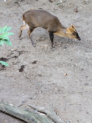 Prospect Park Zoo by null