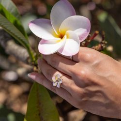 Maui Divers Jewelry