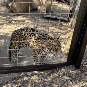 Project Survival's Cat Haven - Zoos Near Me - Dunlap, California
