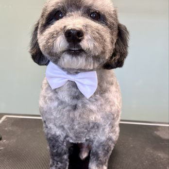 Meraki Grooming Spa - Huff after his grooming session - Pet Groomers Near Me Meraki Grooming Spa - Huff after his grooming session - Pet Groomers Near Me
