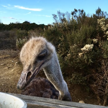 Ostrichland USA - Getting ready to eat! - Attraction Farms Near Me - Solvang, California Ostrichland USA - Getting ready to eat! - Attraction Farms Near Me - Solvang, California