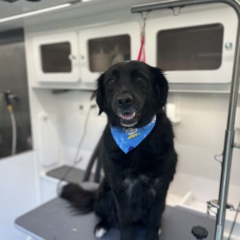 Dapper Tails - Lexi - Pet Groomers Near Me